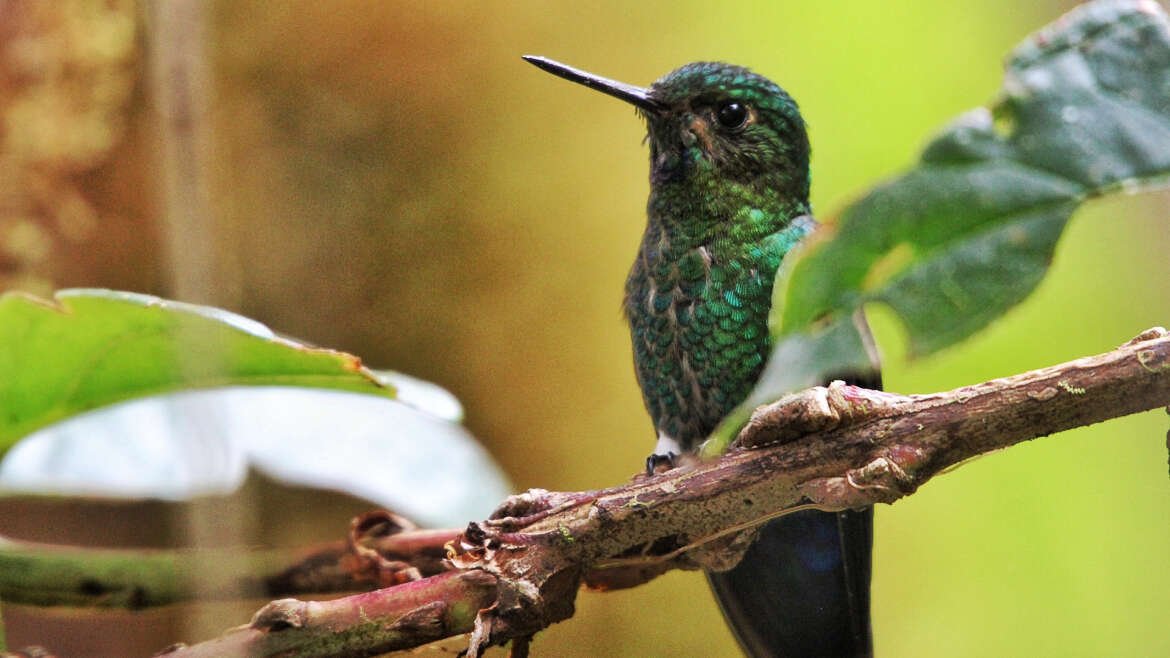 Culminación Proyecto CEPF Cerramos el Programa del Fondo de Alianzas para los Ecosistemas Críticos – CEPF