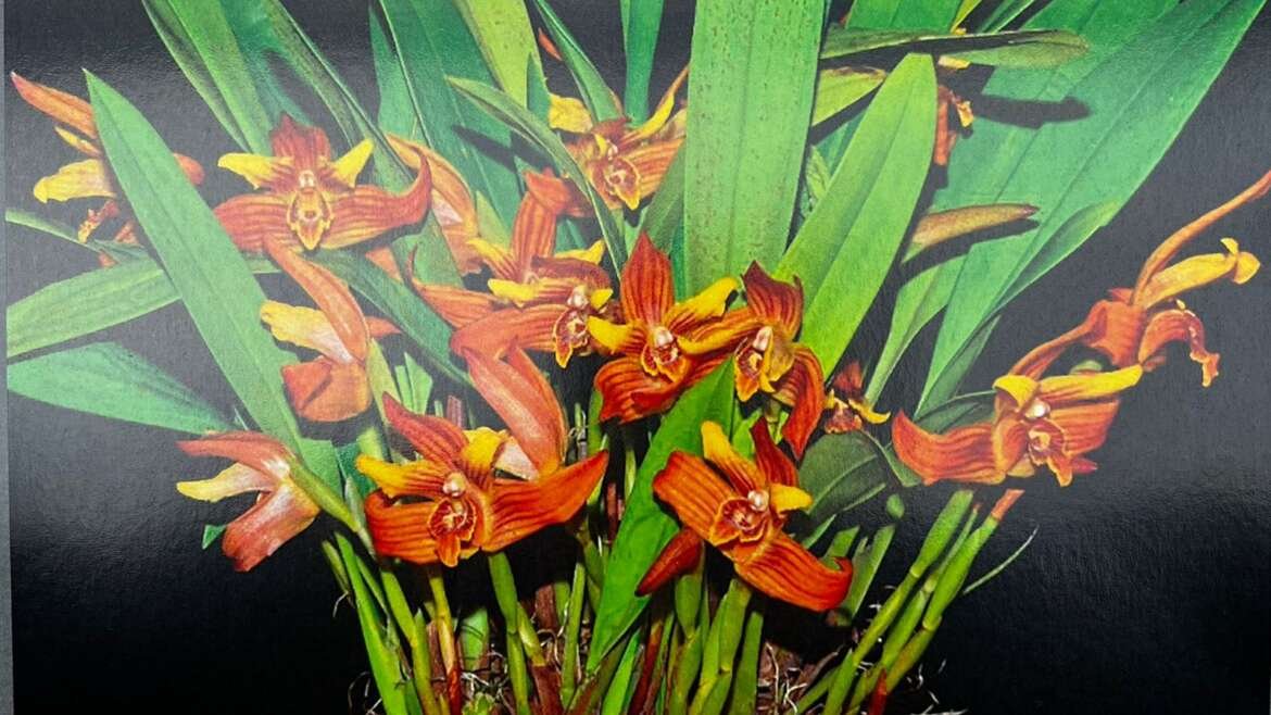 Jardín Botánico homenajeó a Yolanda Kakabadse Institucional 