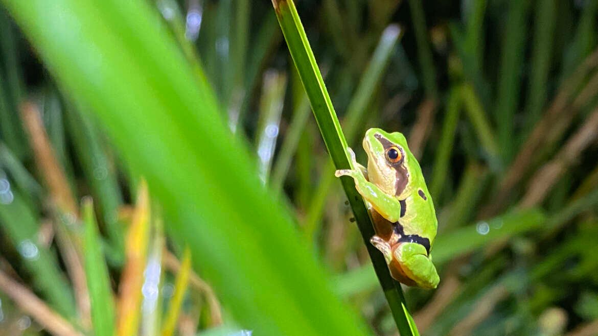 Hallazgos científicos, conservación de anfibios y aportes a la sociedad civil Proyecto CEPF