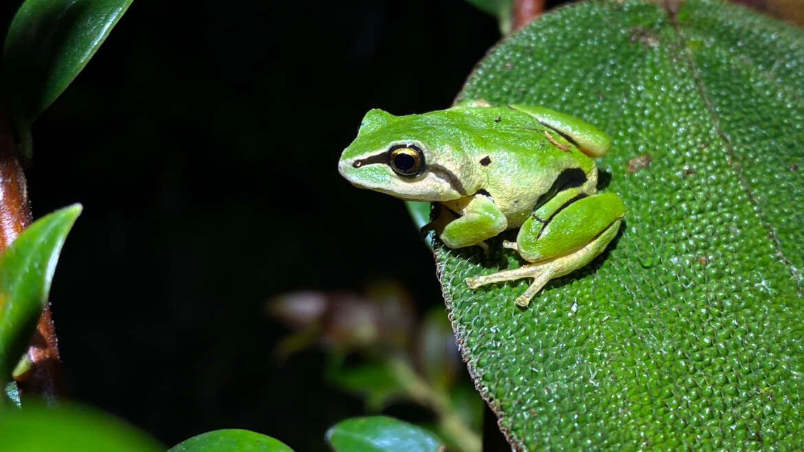 Hallazgos científicos, conservación de anfibios y aportes a la sociedad civil Proyecto CEPF