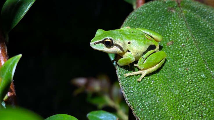 Hallazgos científicos, conservación de anfibios y aportes a la sociedad civil Proyecto CEPF