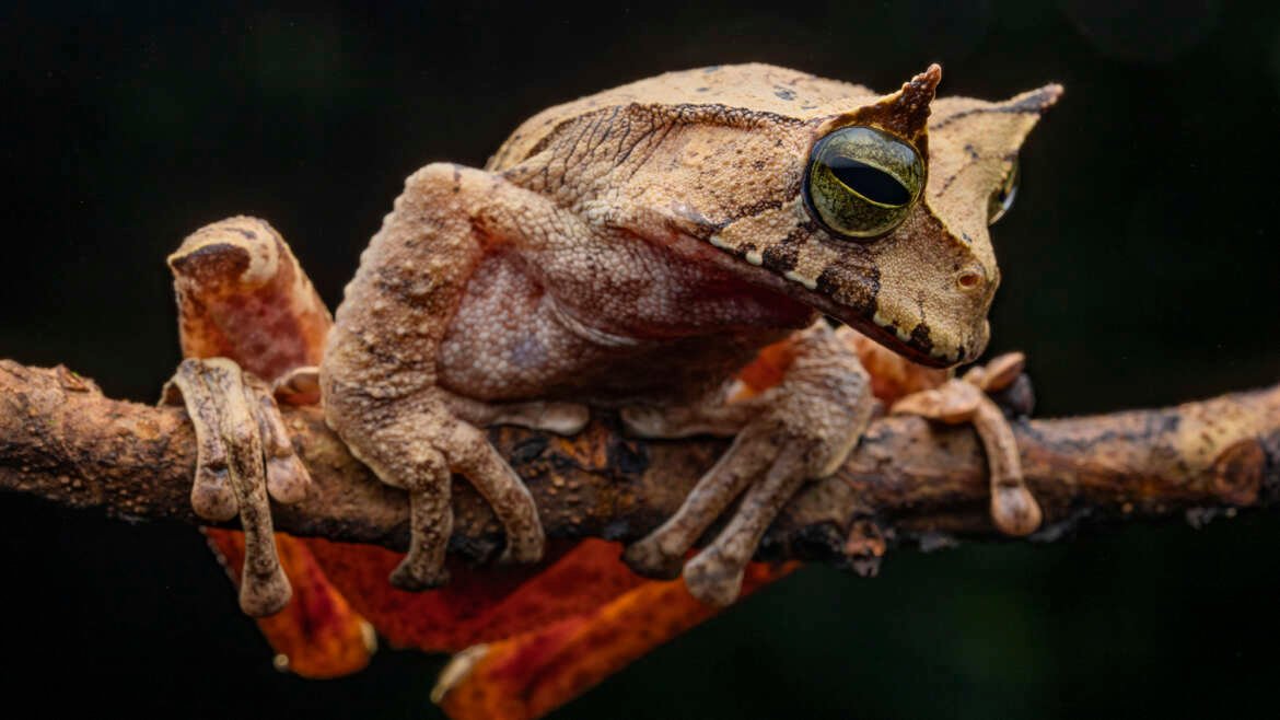 Entre humanos, aves, anfibios y reptiles: conservación que ayuda a todas y todos Proyecto CEPF