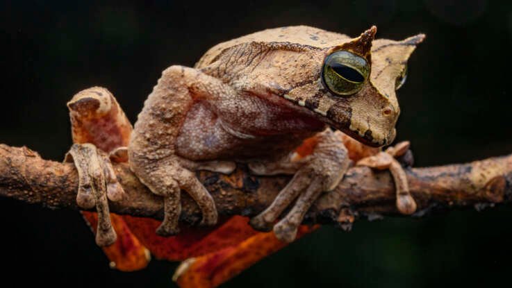 Entre humanos, aves, anfibios y reptiles: conservación que ayuda a todas y todos Proyecto CEPF