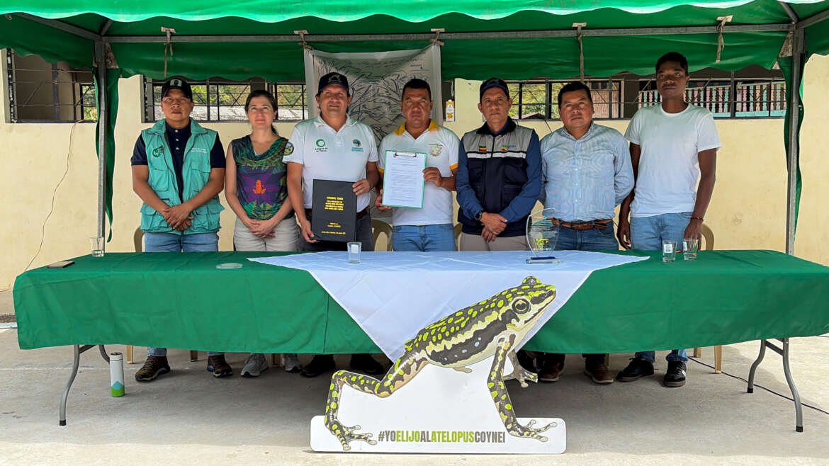 El Atelopus coynei es declarado especie emblemática de la parroquia Jacinto Jijón y Caamaño Proyecto CEPF
